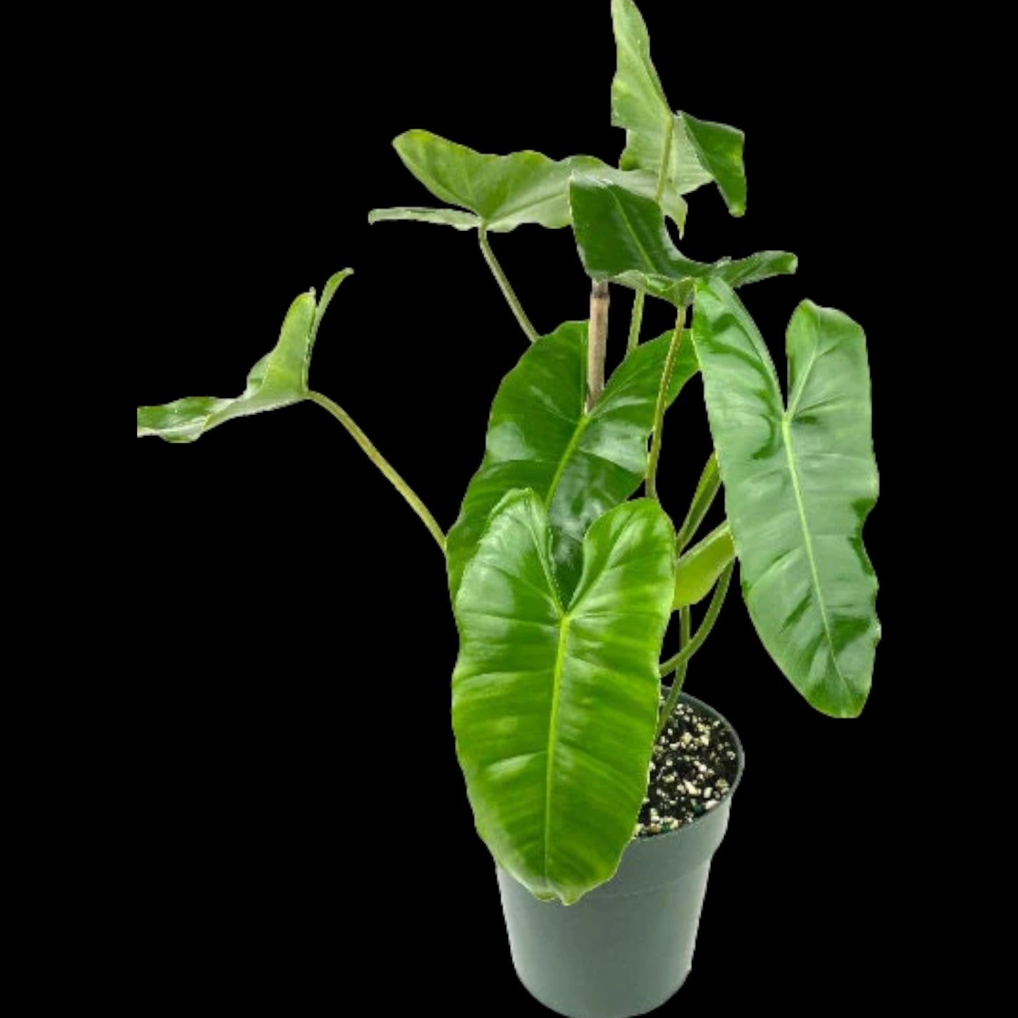 Philodendron Burle Marx (green) - Dr. Bill's Orchids, LLC