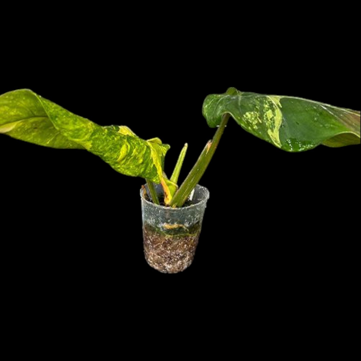 Philodendron domesticum variegata - Dr. Bill's Orchids, LLC