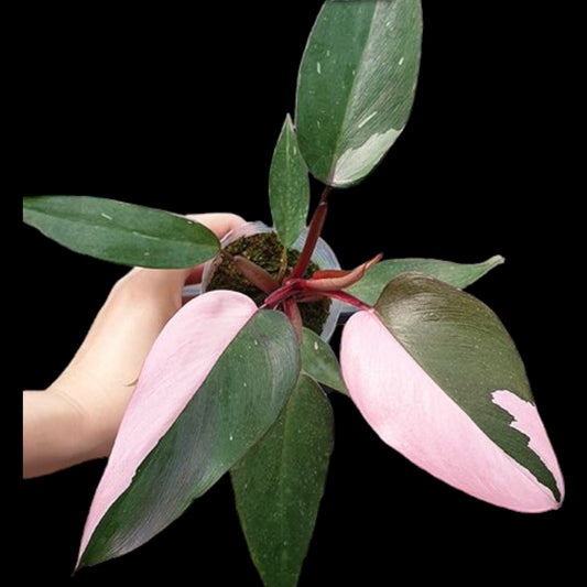 Philodendron erubescens 'Pink Princess' - Dr. Bill's Orchids, LLC