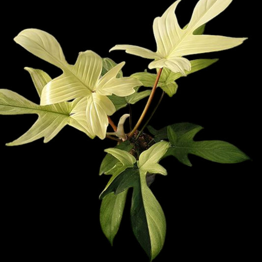 Philodendron Florida Ghost - Dr. Bill's Orchids, LLC