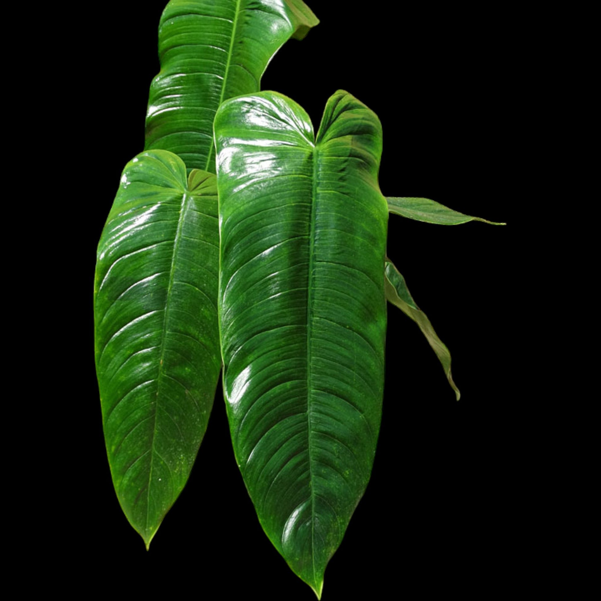 Philodendron tenue - Dr. Bill's Orchids, LLC