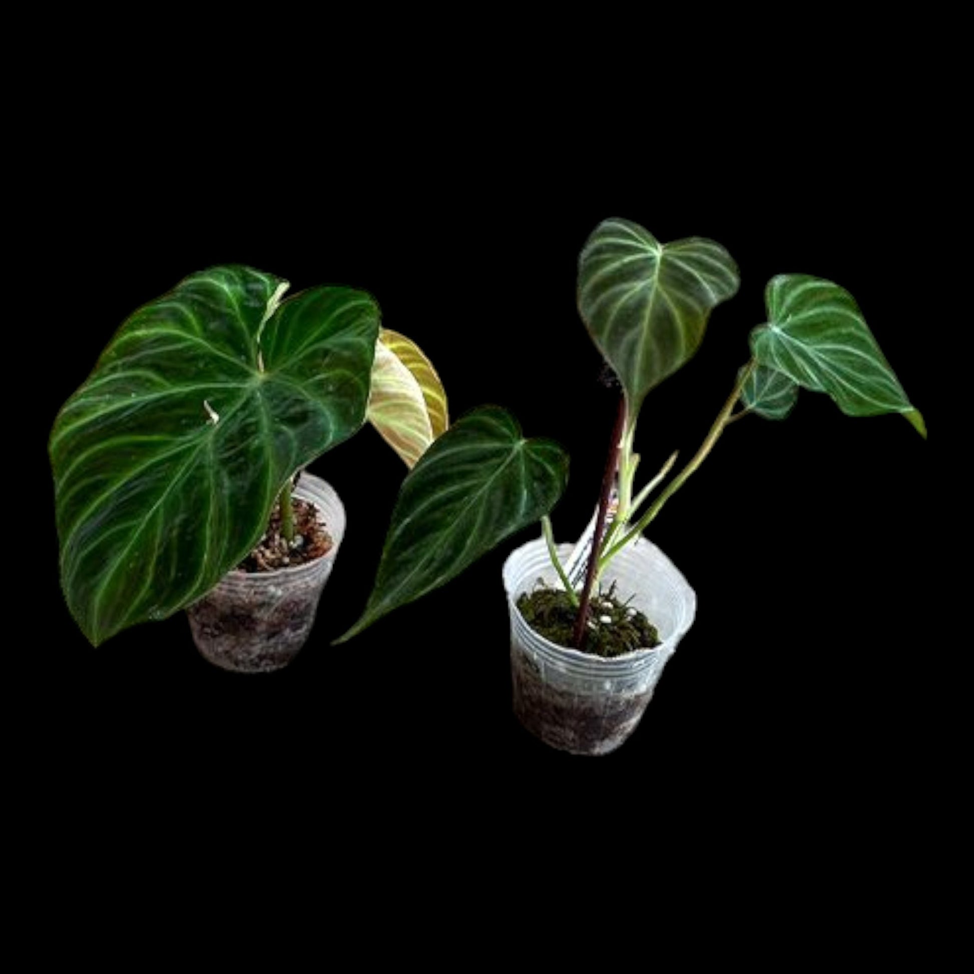 Philodendron verrucosum - Dr. Bill's Orchids, LLC