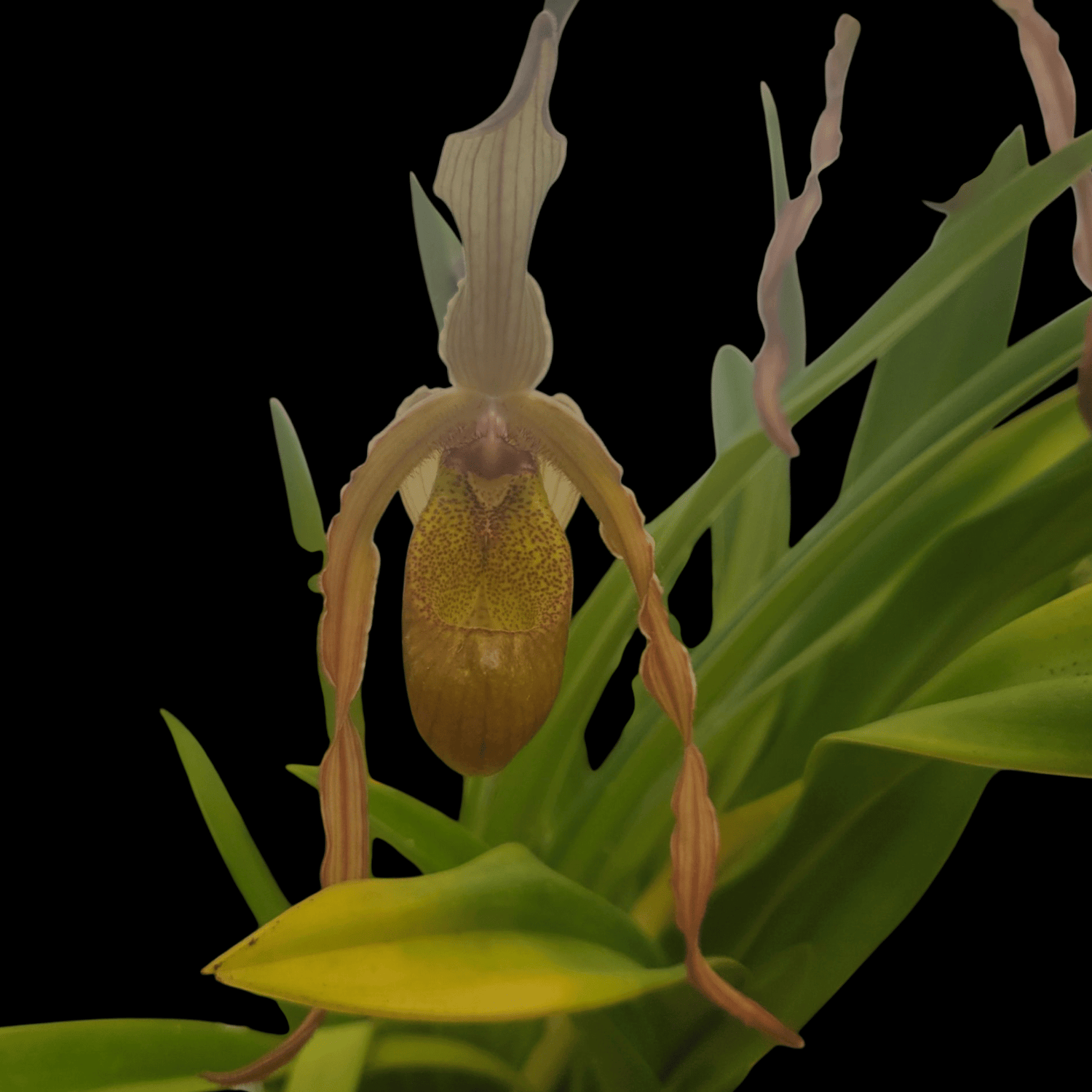 Phrag Demetria - Dr. Bill's Orchids, LLC
