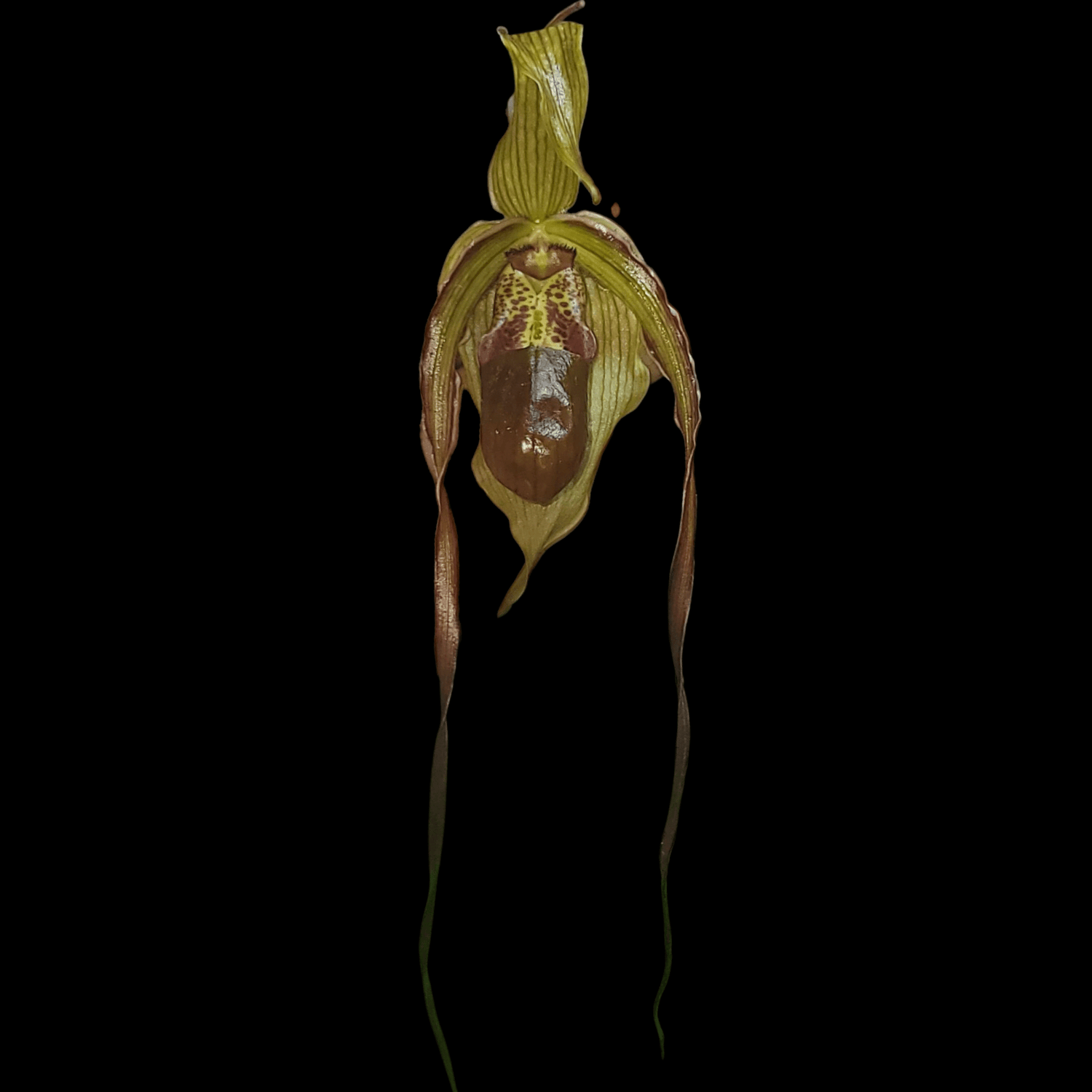 Phrag Grande var Monroe - Dr. Bill's Orchids, LLC