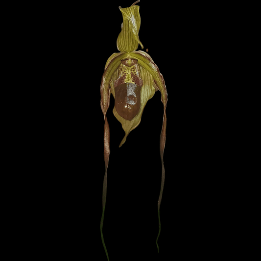 Phrag Grande var Monroe - Dr. Bill's Orchids, LLC