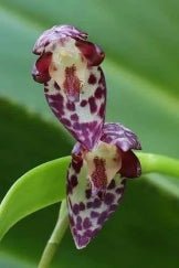 Pleurothallis restrepioides - Dr. Bill's Orchids, LLC