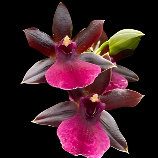 Pptm La Jolla Delight 'Hilo Orchid Farm' AM/AOS - Dr. Bill's Orchids, LLC