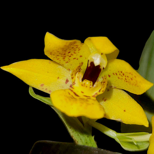 Promenaea Colmaniana 'Sunlight' - Dr. Bill's Orchids, LLC