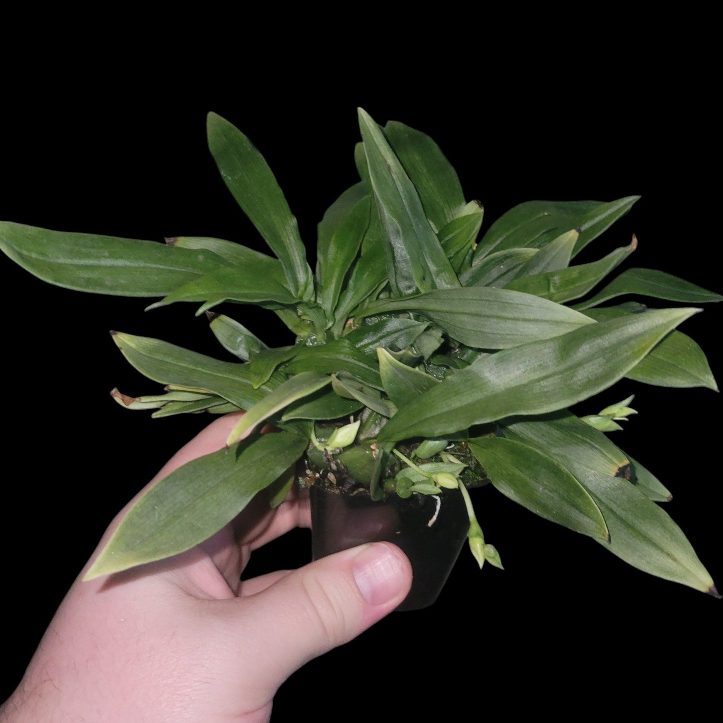 Promenaea ovatiloba - Dr. Bill's Orchids, LLC