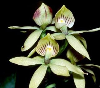 Prosthechea trulla - Dr. Bill's Orchids, LLC