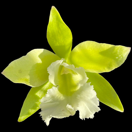 Pry. Muscat Smile 'Green Mountain' - Dr. Bill's Orchids, LLC