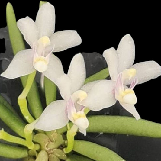 Pteroceras semiteretifolium - Dr. Bill's Orchids, LLC