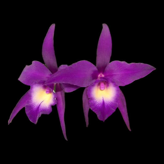 Rby. TLDC Divine Phoenix 'Pterodactyl' SM/WOC - Dr. Bill's Orchids, LLC