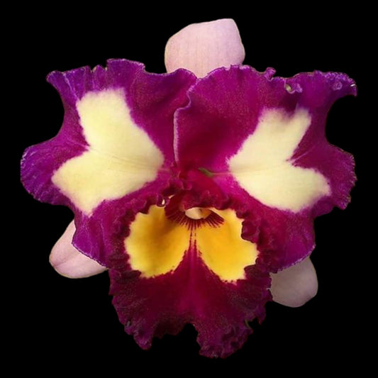 Rlc. Chinese Beauty 'Orchid Queen' AM/AOS - Dr. Bill's Orchids, LLC
