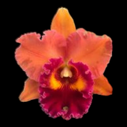 Rlc. Focus Taiwan 'Persimmon' - Dr. Bill's Orchids, LLC
