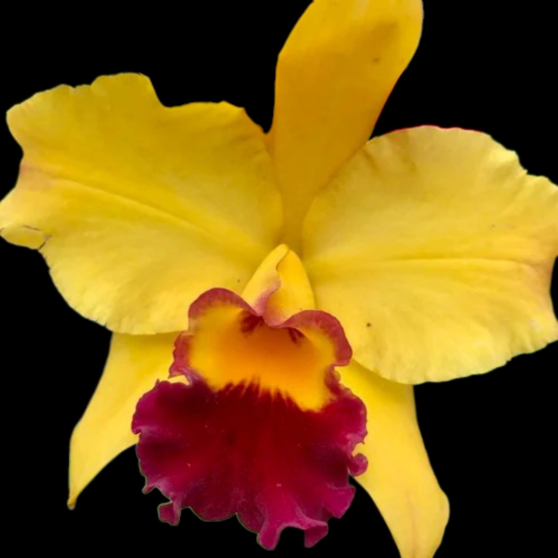 Rlc. Hsinying Williette '14' - Dr. Bill's Orchids, LLC