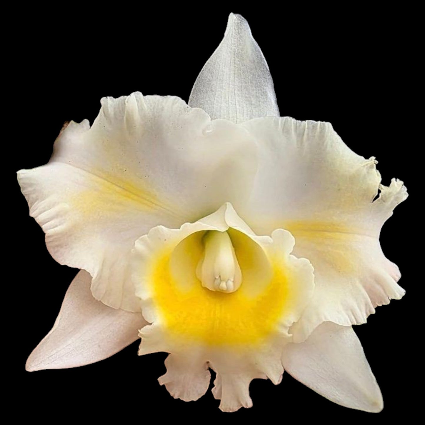 Rlc. Island Charm 'OC' - Dr. Bill's Orchids, LLC