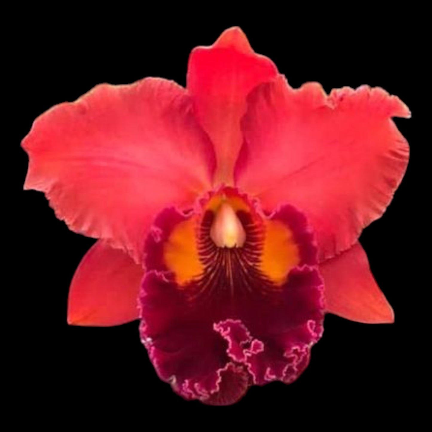 Rlc. Nakornchaisri Red 'Red Papaya' - Dr. Bill's Orchids, LLC