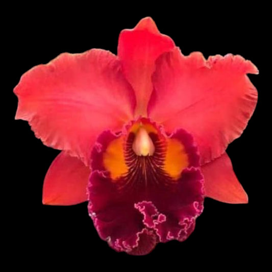 Rlc. Nakornchaisri Red 'Red Papaya' - Dr. Bill's Orchids, LLC