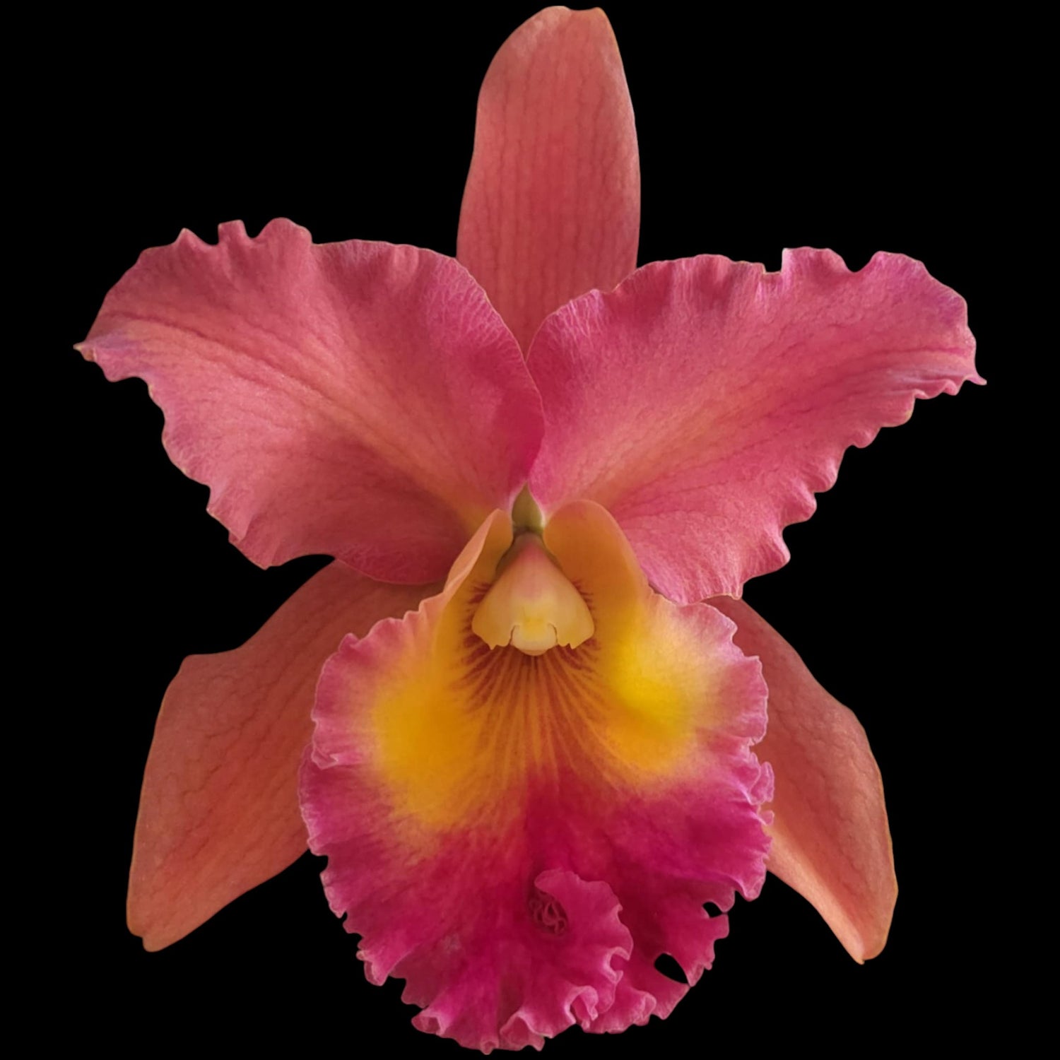 Rlc. Sophie Hausermann - Dr. Bill's Orchids, LLC