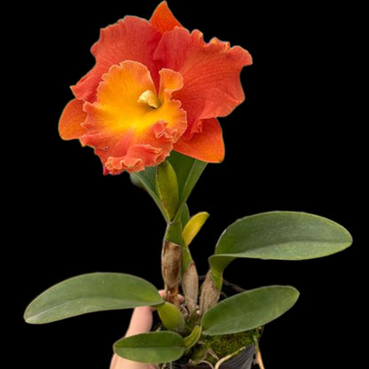 Rlc. Star of Siam 'Pumpkin' - Dr. Bill's Orchids, LLC