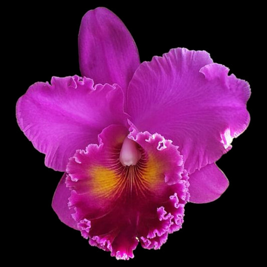 Rlc. Vigour Red Grape - Dr. Bill's Orchids, LLC
