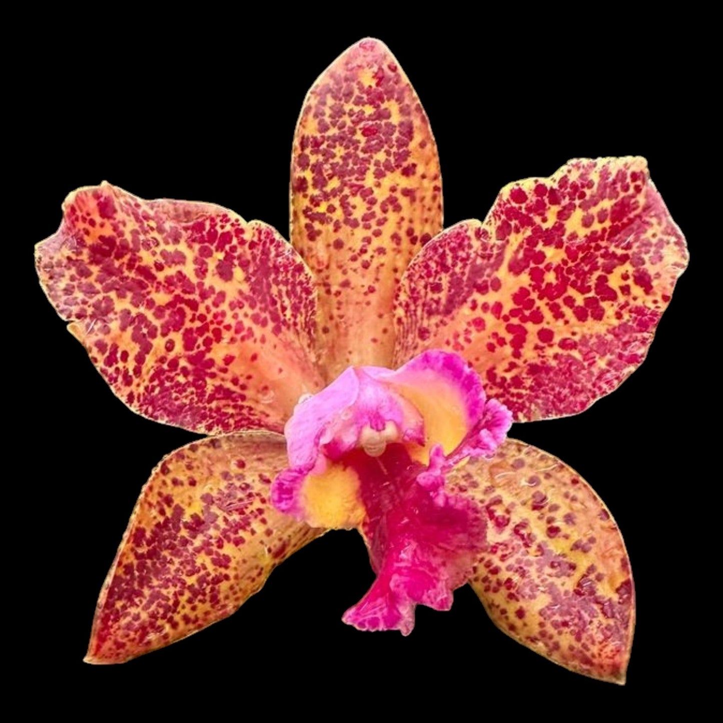 Rlc. Waianae Leopard 'Ching Hua' - Dr. Bill's Orchids, LLC