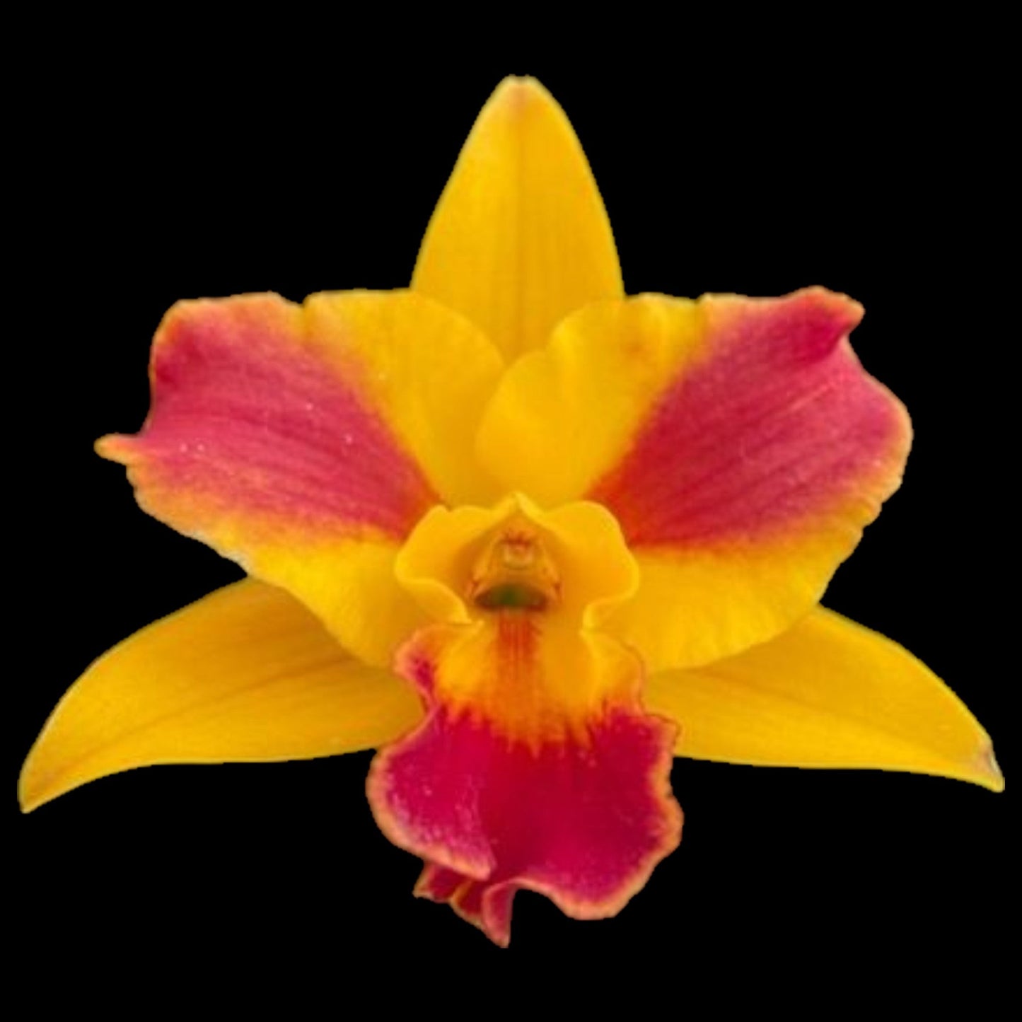Rth. Burana Beauty 'Burana' HCC/AOS - Dr. Bill's Orchids, LLC