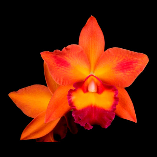 Rth Chief Sweet Orange 'Sweet Orange' AM/AOS - Dr. Bill's Orchids, LLC