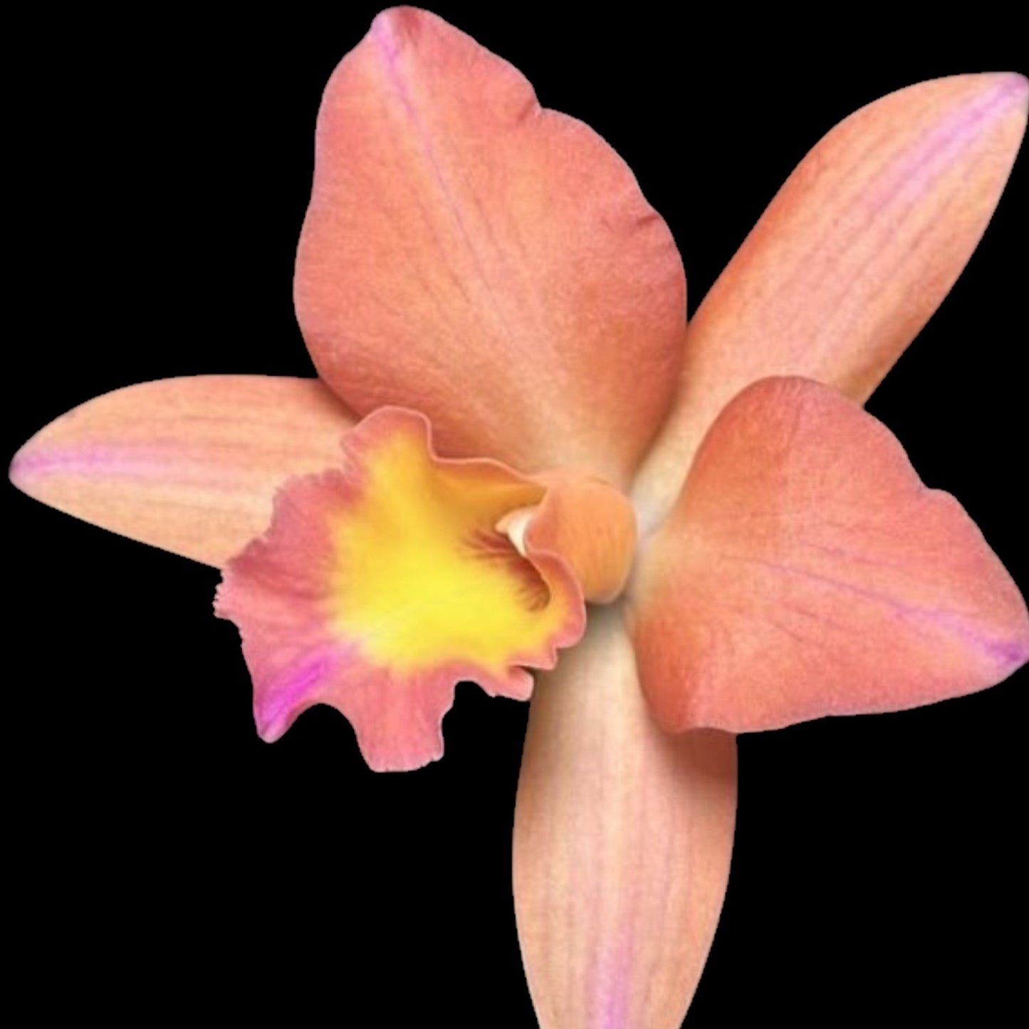 Rth. Hawaii Island Treat '50' - Dr. Bill's Orchids, LLC