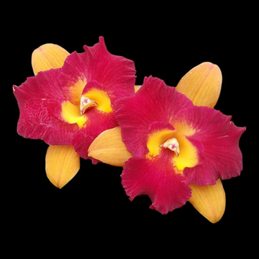Rth. Qing Ming Beauty - Dr. Bill's Orchids, LLC