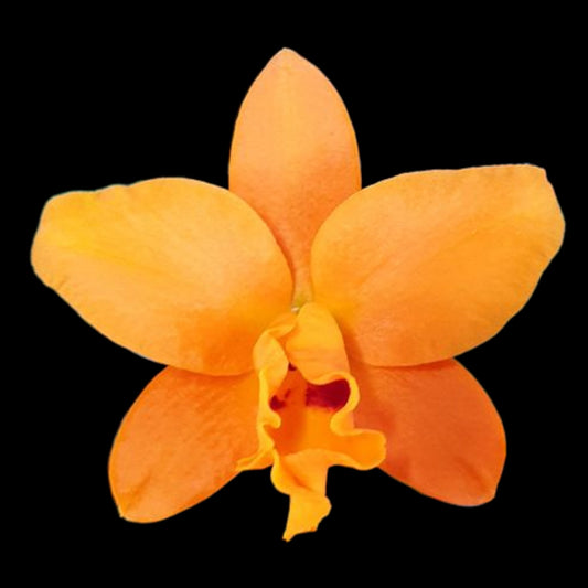 Rth. Shinfong Little Sun 'Youngmin Golden Boy' - Dr. Bill's Orchids, LLC