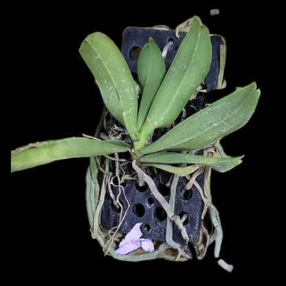 Saccolabiopsis pusilla - Dr. Bill's Orchids, LLC