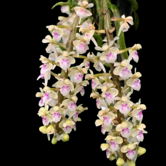 Saccolabiopsis pusilla - Dr. Bill's Orchids, LLC
