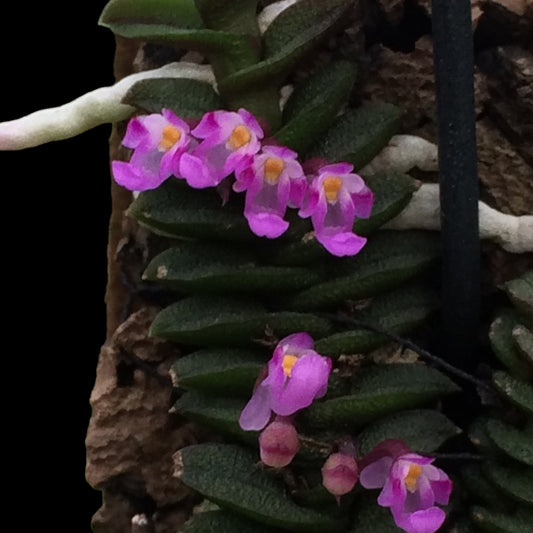 Schoenorchis scolopendria - Dr. Bill's Orchids, LLC