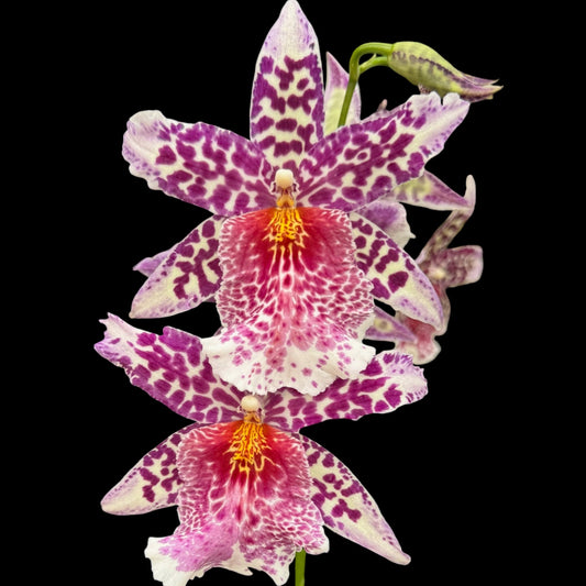 Schunkeara (Bllra) Big Shot 'Pink Leopard' - Dr. Bill's Orchids, LLC