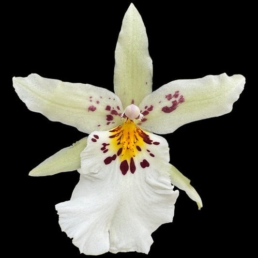 Shk. Mem. Bob Hill 'Whitish' - Dr. Bill's Orchids, LLC