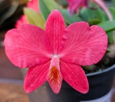 Sophronitis (coccinea x wittigiana) - Dr. Bill's Orchids, LLC