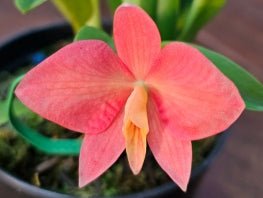 Sophronitis (coccinea x wittigiana) - Dr. Bill's Orchids, LLC