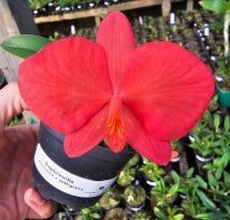 Sophronitis (coccinea x wittigiana) - Dr. Bill's Orchids, LLC