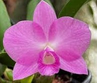 Sophronitis riograndensis x C. Pink Pearl - Dr. Bill's Orchids, LLC