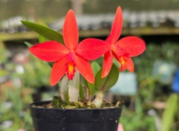 Sophronitis riograndensis x Laelia milleri - Dr. Bill's Orchids, LLC