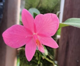 Sophronitis wittigiana rosea (select) - Dr. Bill's Orchids, LLC