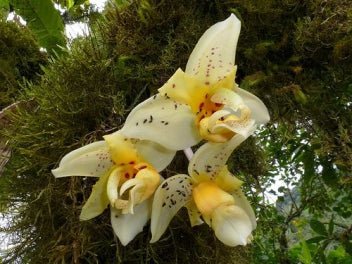 Stanhopea impressa - Dr. Bill's Orchids, LLC