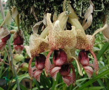 Stanhopea insignis (Itabirinha) - Dr. Bill's Orchids, LLC