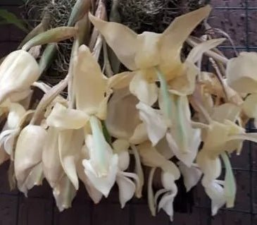 Stanhopea lietzei - OT - Dr. Bill's Orchids, LLC