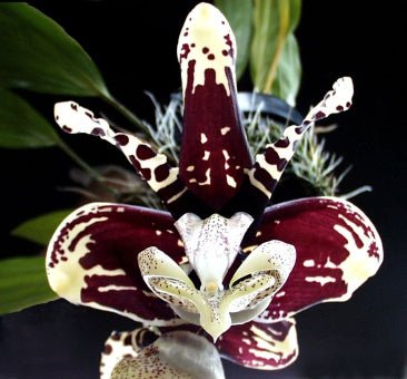 Stanhopea tigrina nigroviolacea - OT - Dr. Bill's Orchids, LLC