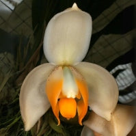 Stanhopea tricornis