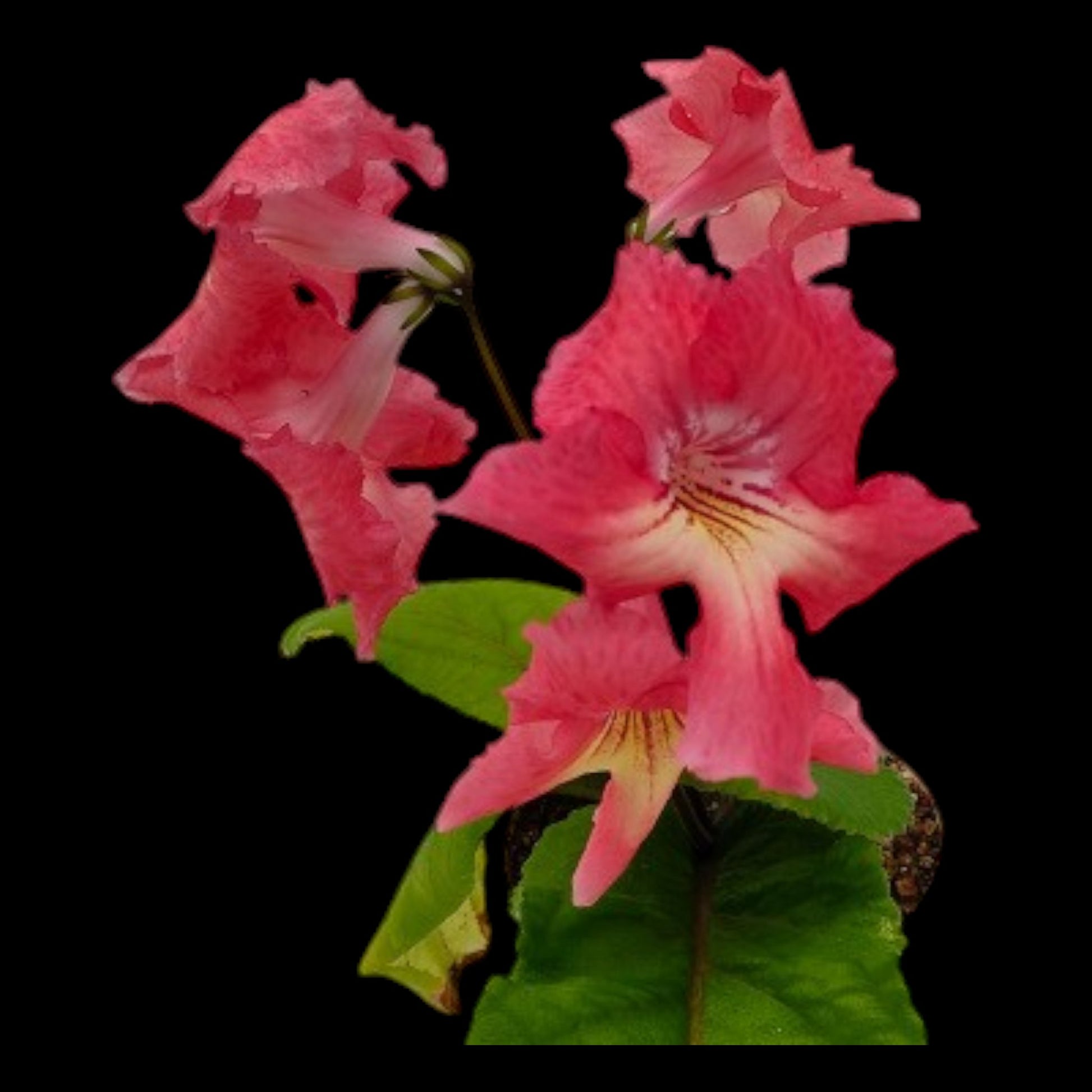 Streptocarpus Blask - Dr. Bill's Orchids, LLC