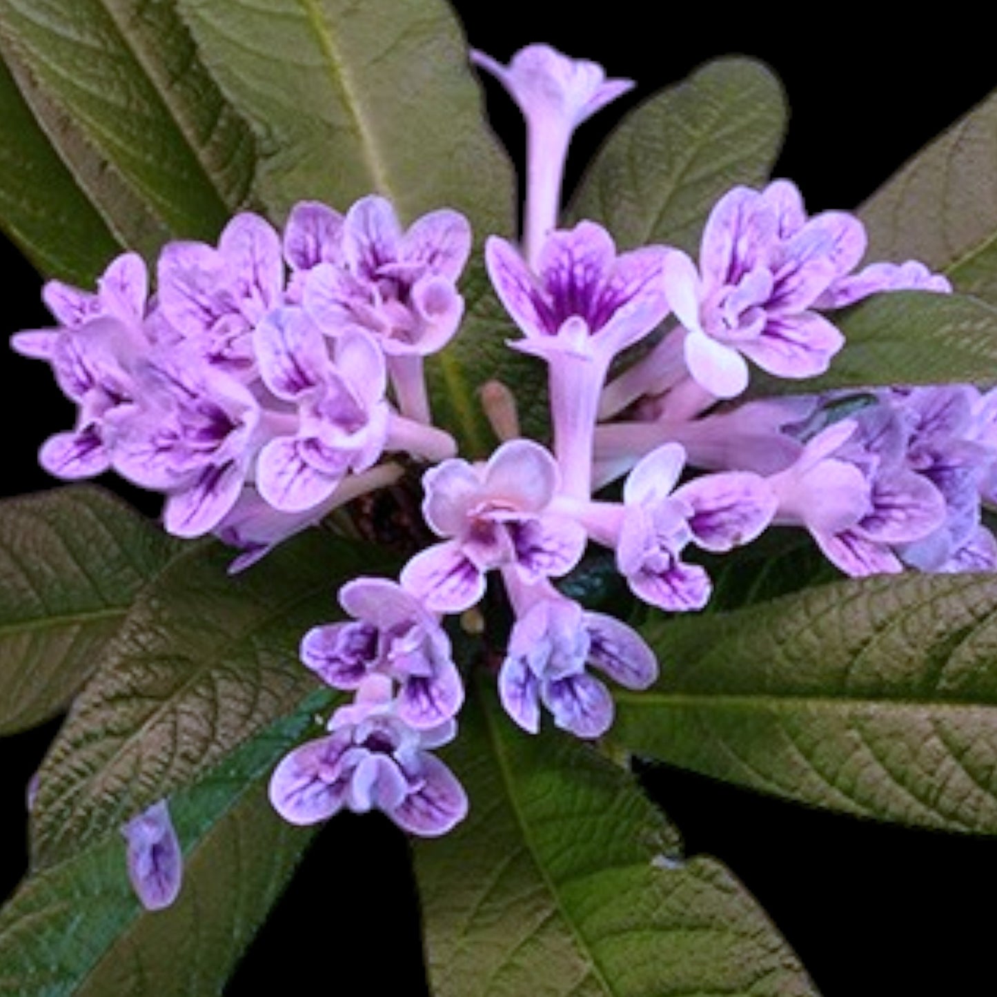 Streptocarpus Bristol's Blue Bonnet - Dr. Bill's Orchids, LLC